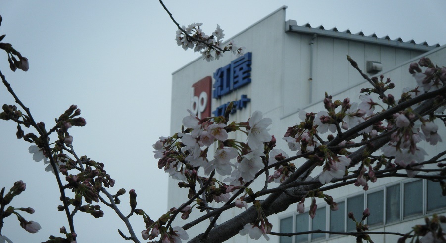 深谷工場の桜