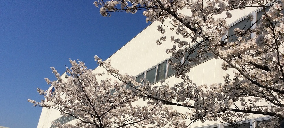 深谷工場の桜