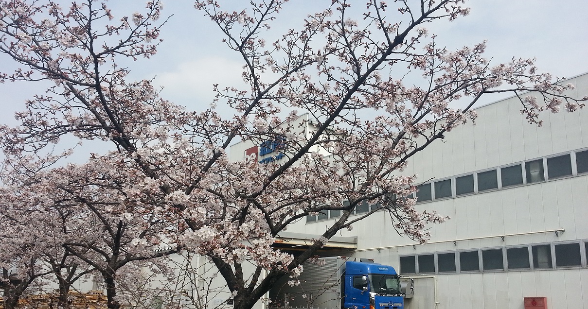 深谷工場の桜