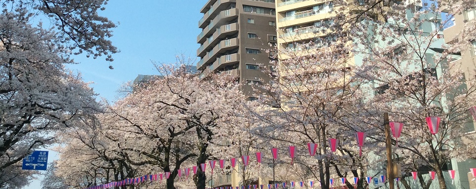 桜が満開です